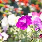 Summer House Ideas for Small Gardens Utilize space, cozy designs, and functional decor