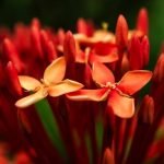 Best Gardening Ideas for Central P Beautiful Landscape Designs for your Central Park Home