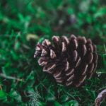 Diy Urban Gardening Ideas Transform small spaces with creative planting projects and sustainable gardening techniques