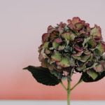 Dollar Tree Gardening Ideas Budget-Friendly Ways to Create a Beautiful Garden