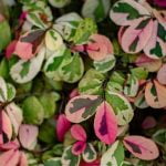 Paving Ideas for Back Gardens A Guide to Enhancing Your Outdoor Space with Creative Designs