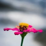 20 Insanely Clever Gardening Tips and Ideas Creative tricks for a stunning and efficient garden