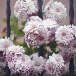 Gardening Ideas Home creating a beautiful backyard oasis with plants, flowers, and herbs