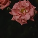 tips for large yard landscapes, vegetable gardens, and beautiful outdoor spaces