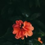 Beautiful Gardening Ideas Be inspired by beautiful gardening ideas for your outdoor space