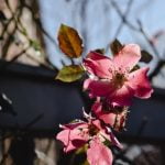 Low Maintenance Gardens Ideas on a Budget Budget-Friendly Ideas