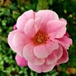 Explore Better Homes and Gardens art and craft ideas for creative inspiration and DIY projects