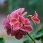 Landscape Design Ideas Garden Design for Small Gardens Lush and Creative Landscape Design Ideas for Small Gardens