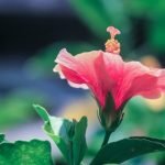 Beautiful landscaping ideas for gardens with a slope - adding dimension and charm to your outdoor space