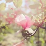 Small Area Gardening Ideas maximize space with vertical planters, hanging baskets, and compact vegetable varieties