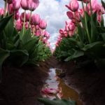 Gardening Ideas for Shaded Areas Transforming Shaded Areas with Innovative Gardening Concepts