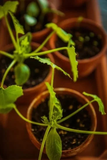 Hardy perennials, cold-tolerant veggies, and native plants for your northern garden