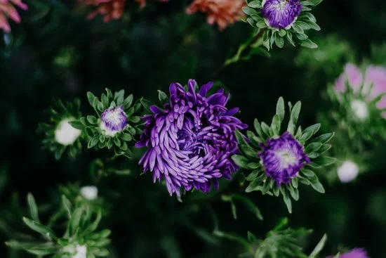 Creative container gardening with native species for limited spaces