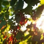 Pinterest Container Gardening Ideas Stylish small space solutions for urban gardeners