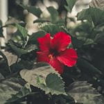 Beautiful ways to maximize space and elevate your gardening experience