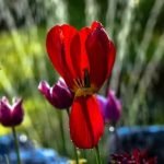 Asian Ideas for Narrow Gardens Narrow garden design ideas with an Eastern touch