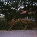 Creative and space-saving outdoor plant arrangements