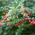 Sunken Gardens Ideas Transforming Your Yard with Lush Greenery and Serene Water Features