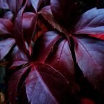 Rooftop Gardening Ideas Urban oasis designs for sustainable living and beautiful cityscapes