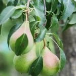 maximizing space, unique designs, and tailored planting solutions