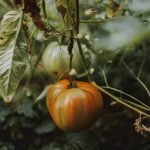 Gift Ideas Gardeners personalized tools, DIY kits, heirloom seeds, and eco-friendly accessories