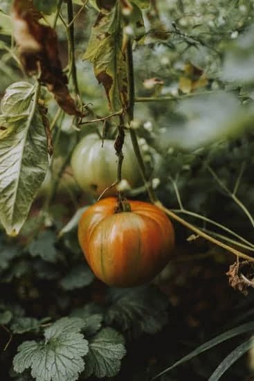 Low Budget Gardening Ideas 5 creative upcycling and DIY solutions for beautiful, affordable outdoor spaces