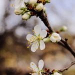 Tips, Trends, and Inspiration for Your Garden