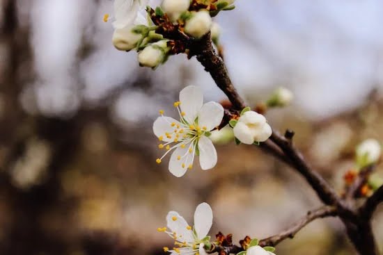 2019 Gardening Ideas 3 Tips, Trends, and Inspiration for Your Garden