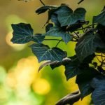 Vertical Gardening Trellis Ideas Creative Vertical Gardening Trellis Ideas for Small Spaces