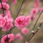 Better Homes and Gardens Ideas for Home Decor Inspiring tips for stylish and cozy living spaces