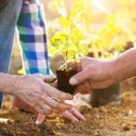 Backyard Gardens Ideas on a Budget maximize space, minimize cost