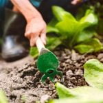 Best Vegetable Gardening Ideas raised bed designs, companion planting, vertical gardening, and organic fertilizers