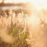 Ideas for Small Low Maintenance Gardens Small garden with low maintenance plants and creative landscaping ideas for small spaces