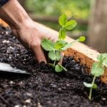 Quirky Ideas for Small Gardens Quirky Ideas for Small Gardens
