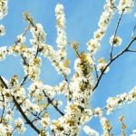 Creative and Affordable Garden Ideas for Small Spaces in the UK on a Budget