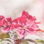 Small Gardens Big Ideas maximizing space for beautiful landscaping and functional outdoor living