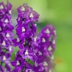 Gardening Ideas for Shady Areas Explore creative gardening ideas for shady areas to enhance your outdoor space