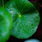 Fencing Ideas for Flower Gardens Creative, colorful designs to enhance your outdoor space