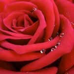 Best Ideas for Small Gardens maximizing vertical space, container gardening, and smart plant choices
