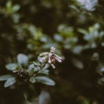 Pergola Ideas for Small Gardens Uk Cozy and functional pergola ideas for small gardens in the UK