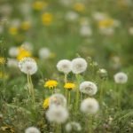 Ideas for small paved back gardens