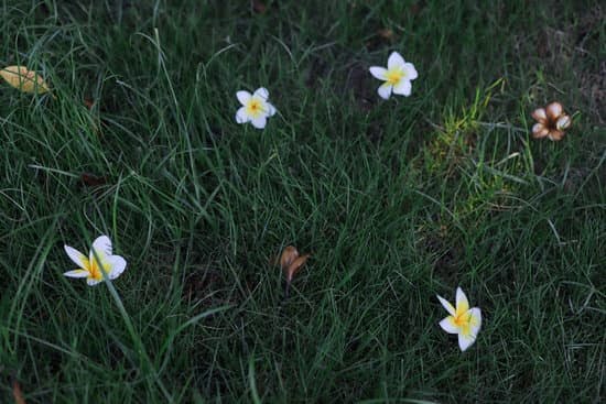 10 Creative Gardening Topic Ideas for Green Thumbs and Beginners