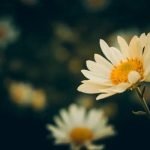 Vegetable Gardening Ideas for Creating a Productive and Beautiful Urban Garden