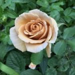Landscaping Ideas for Big Gardens Landscaping ideas for big gardens