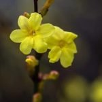 Small Space Big Ideas Gardens Creative urban gardening solutions for limited outdoor areas