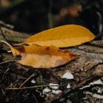 Low Maintenance Gardens Ideas on a Budget Uk Creative and affordable landscaping solutions