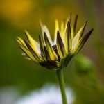 Garden ideas for steep gardens