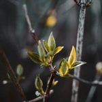 maximize space, plant variety. - SQUARE FOOT GARDENING LAYOUT IDEAS