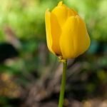 In Search of Our Mothers Gardens Main Idea Reclaiming forgotten resilience and creativity of women through their personal spaces