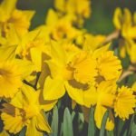 Ideas for Small Patios and Gardens Maximizing small outdoor spaces with creative ideas for small patios and gardens